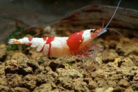 Crystal Red met taiwan bee genen
